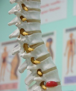 chiropractic principles